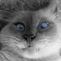 My Avatar