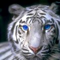 My Avatar