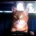My Avatar