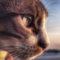 My Avatar