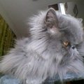 My Avatar