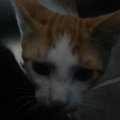 My Avatar