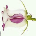 My Avatar