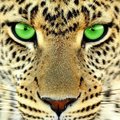 My Avatar